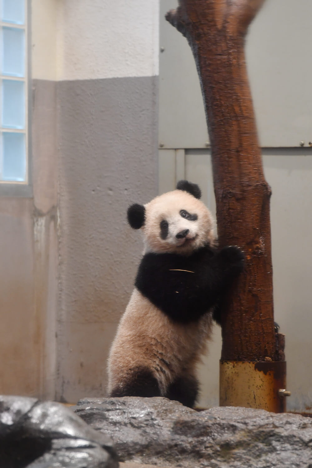 世界一かわいい子パンダ★上野動物園の香香（シャンシャン）の1歳の誕生日まであと3日！