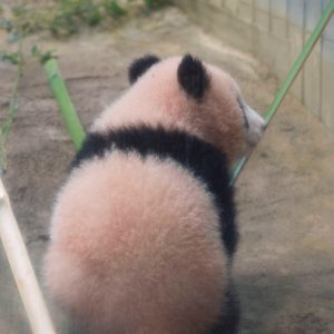 世界一かわいい子パンダ★上野動物園の香香（シャンシャン）の1歳の誕生日まであと2日!！