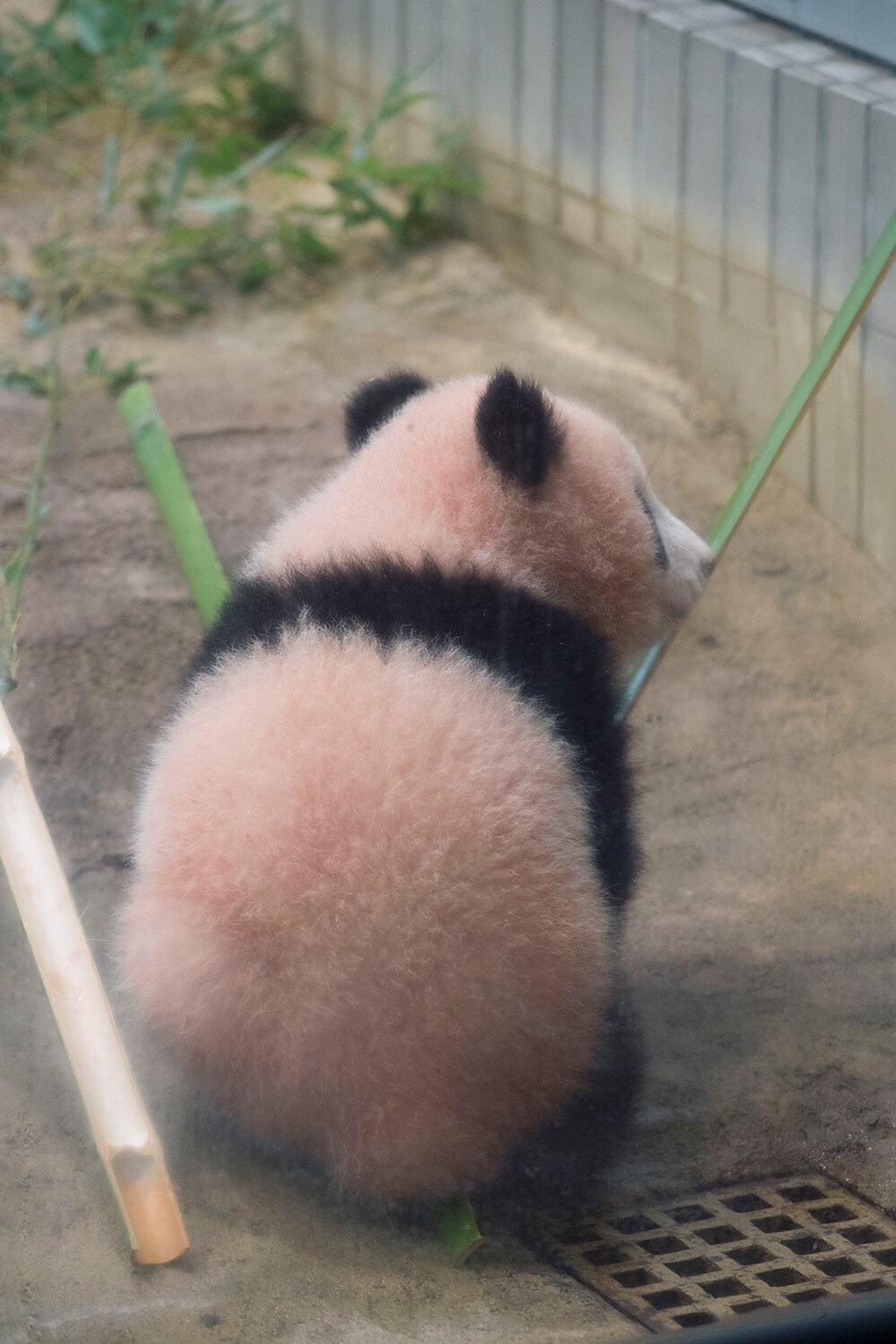 世界一かわいい子パンダ★上野動物園の香香（シャンシャン）の1歳の誕生日まであと2日!！