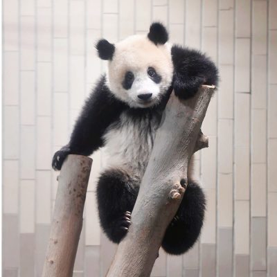 世界一かわいい子パンダ★上野動物園の香香（シャンシャン）の1歳の誕生日まであと1日!！!