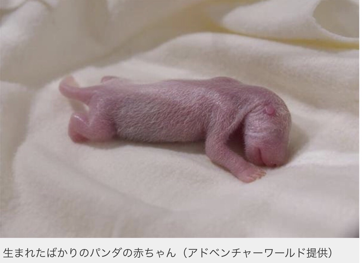 アドベンチャーワールドの良浜（らうひん）が9頭目の赤ちゃんパンダ出産！！