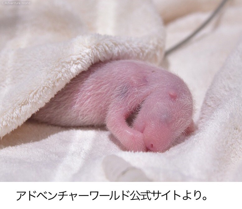 【続報】ミルク飲めた！2018年8月14日誕生。アドベンチャーワールドの赤ちゃんパンダ！