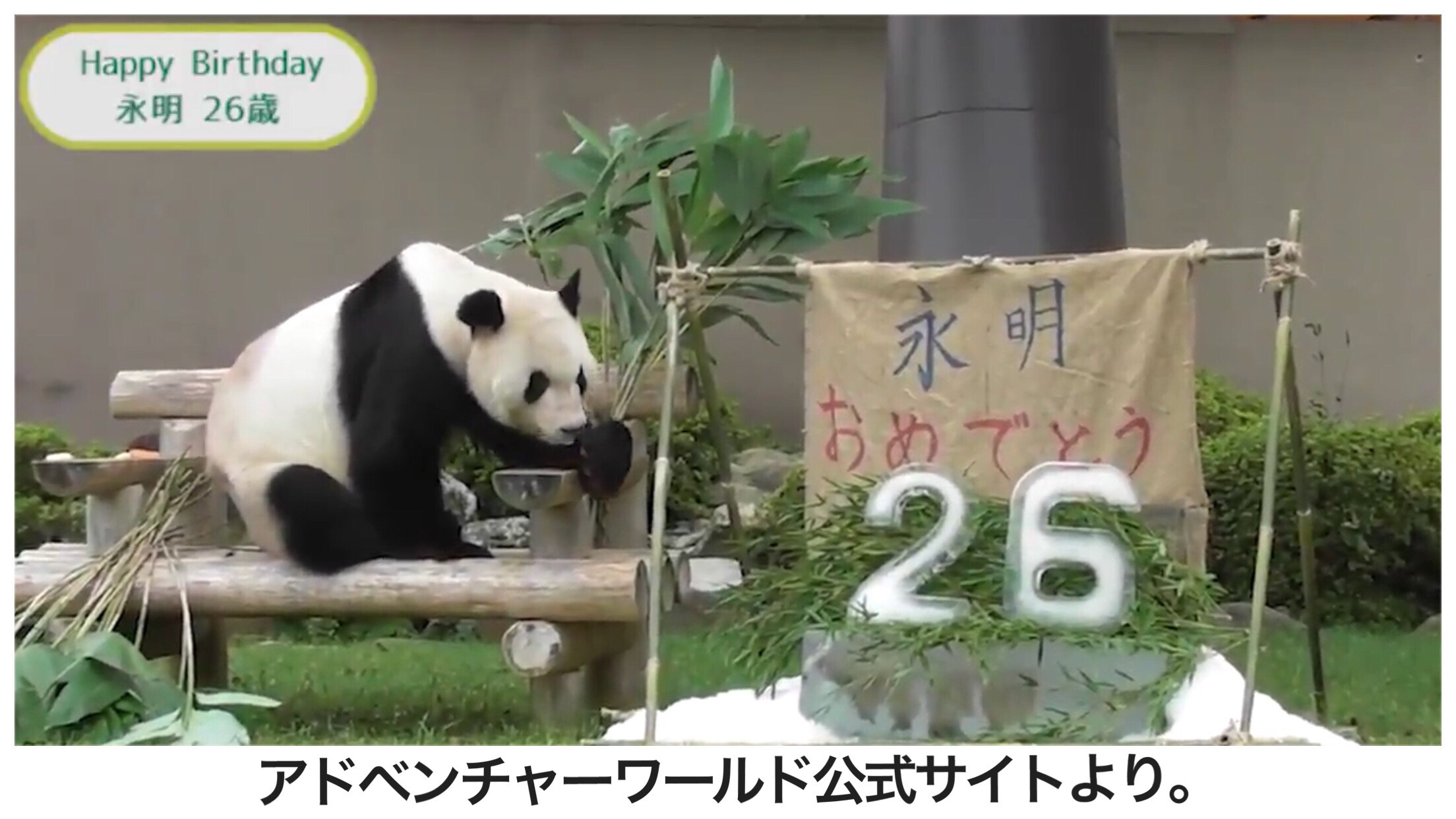 世界一のお父さんパンダ！和歌山アドベンチャーワールドの永明さん26歳の誕生日おめでとう！！