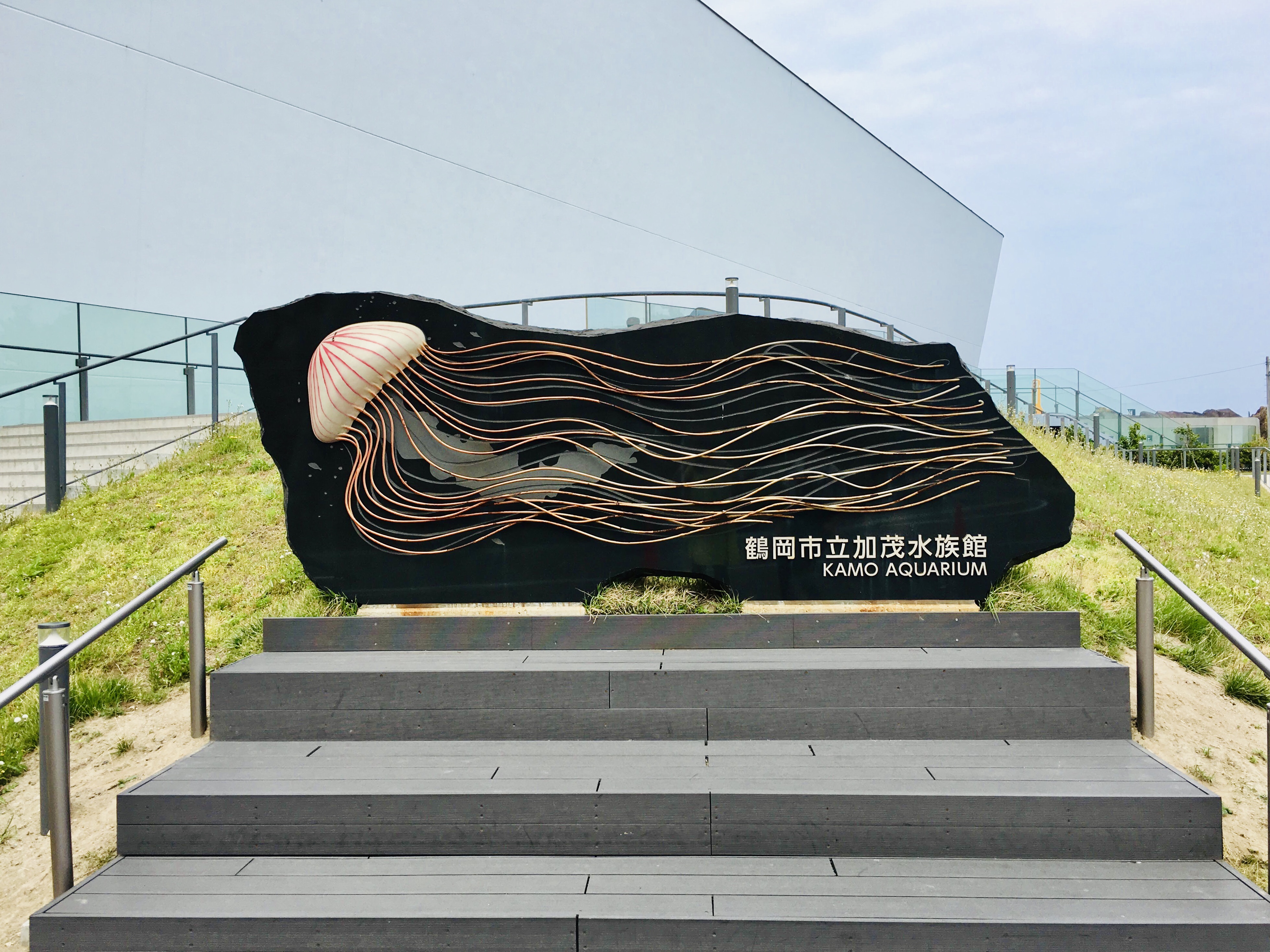世界一のクラゲ水族館！！山形県鶴岡市の加茂水族館。クラゲのご紹介その①