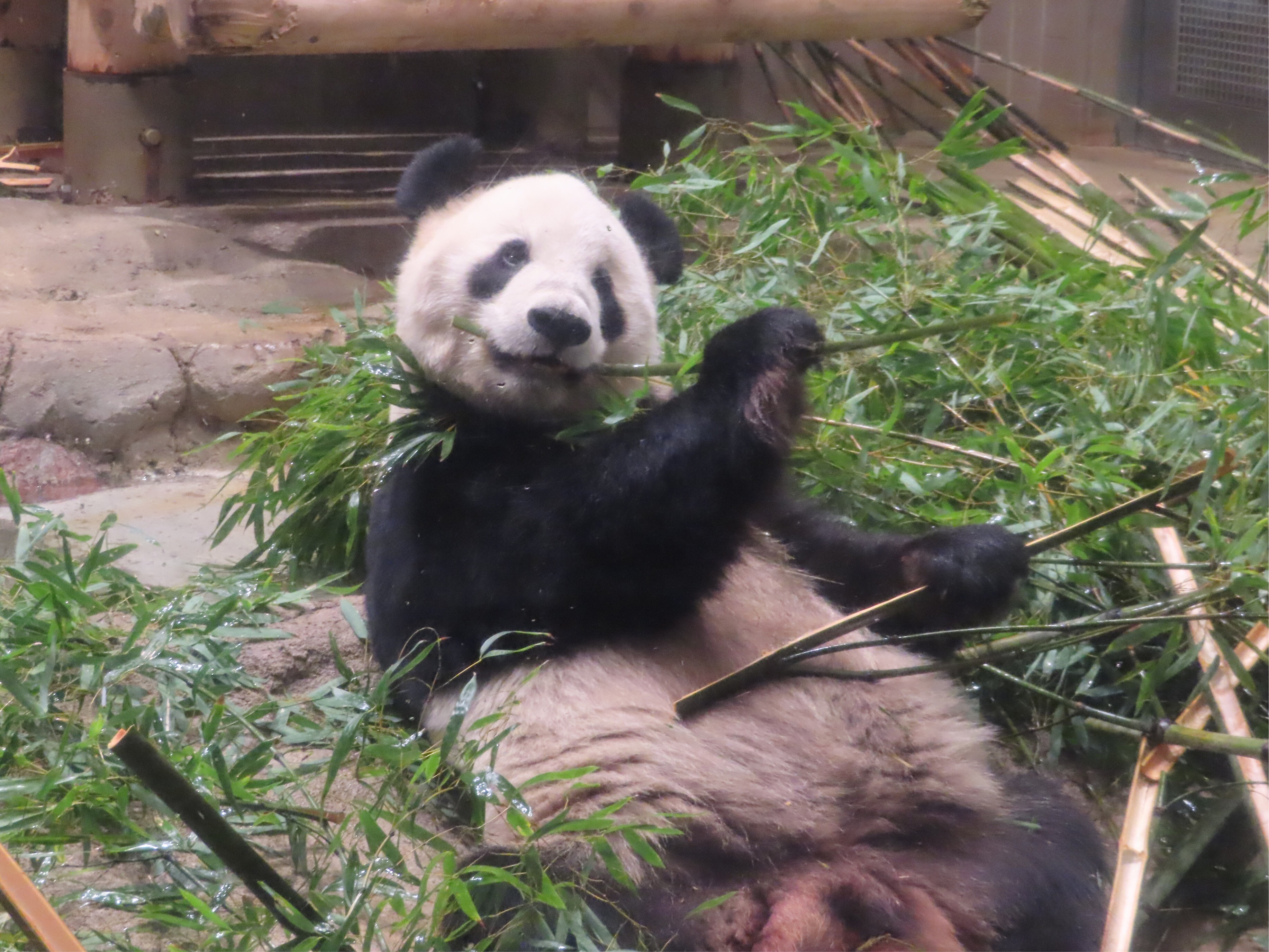 賛否両論！2019年2月19日（火）から上野動物園のジャイアントパンダの観覧ルートが変更。