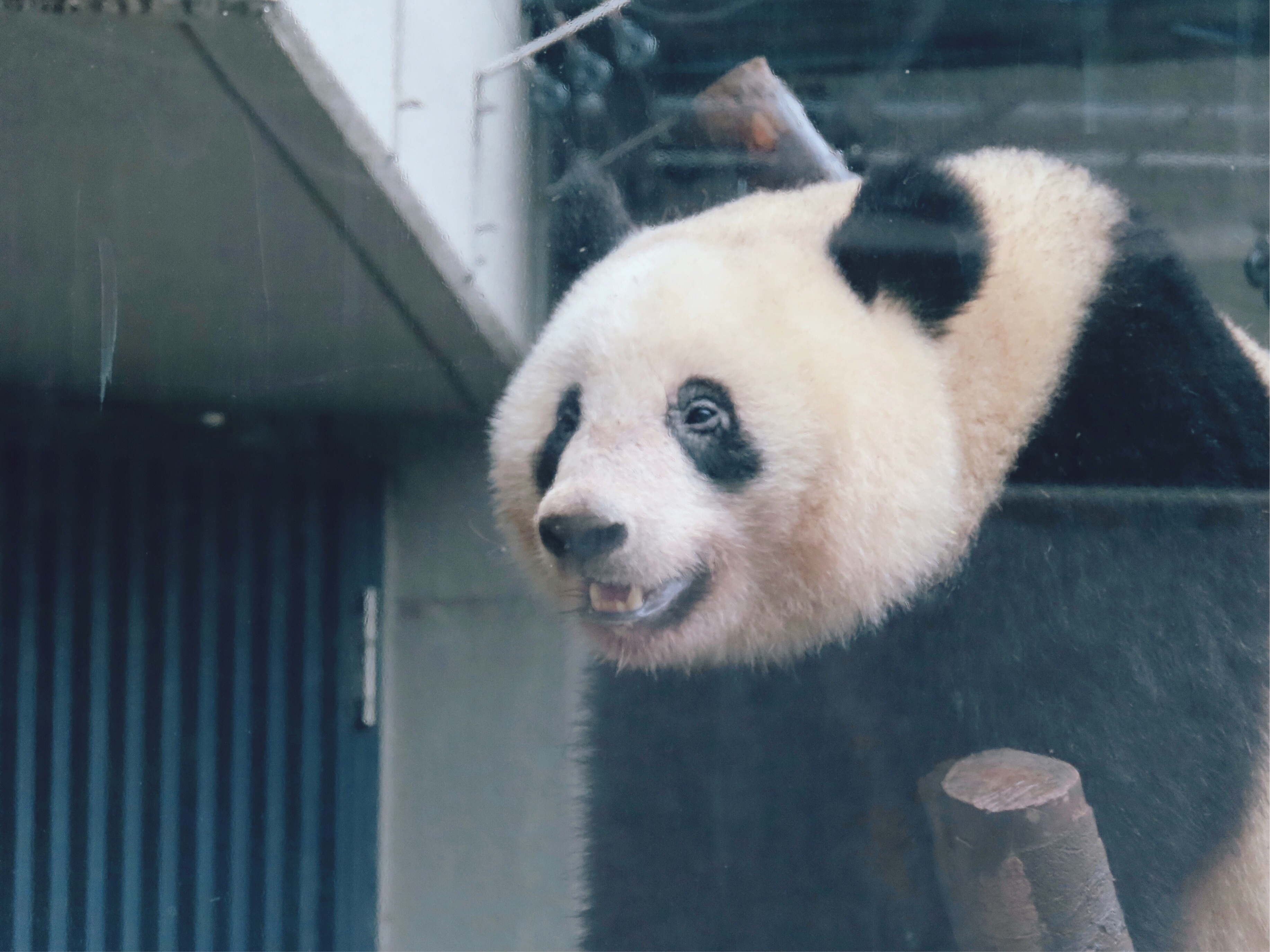 かわいいが加速中 19年3月の香香 シャンシャン In 上野動物園 みどりさんとパンダと