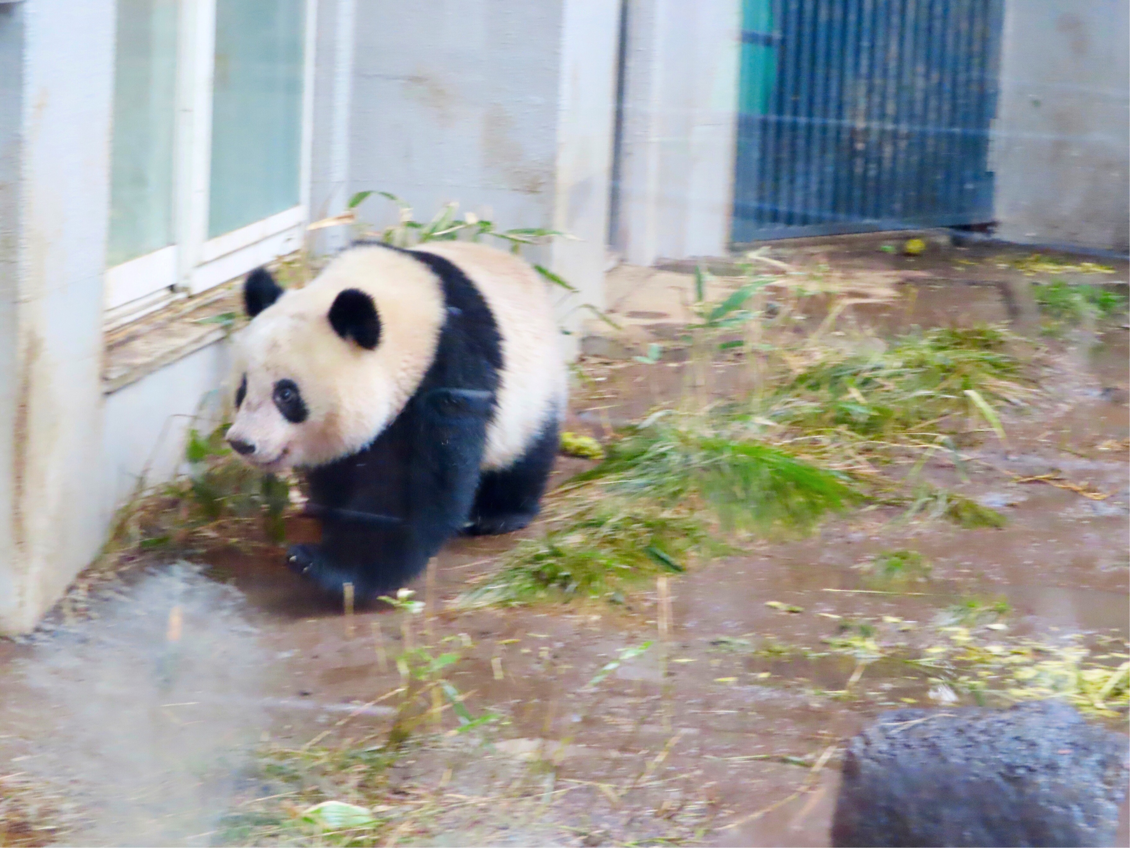 かわいいが加速中 19年3月の香香 シャンシャン In 上野動物園 みどりさんとパンダと