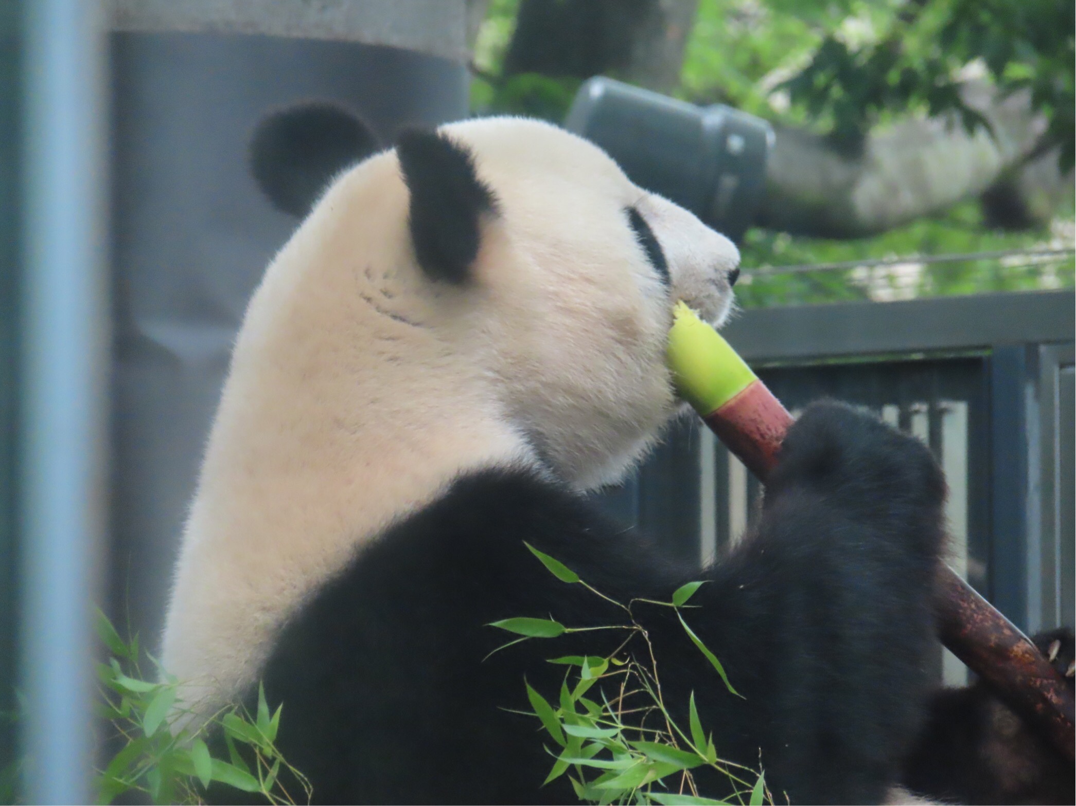 祝2歳 世界一かわいいパンダ 香香 シャンシャン のお誕生日 In上野動物園 みどりさんとパンダと