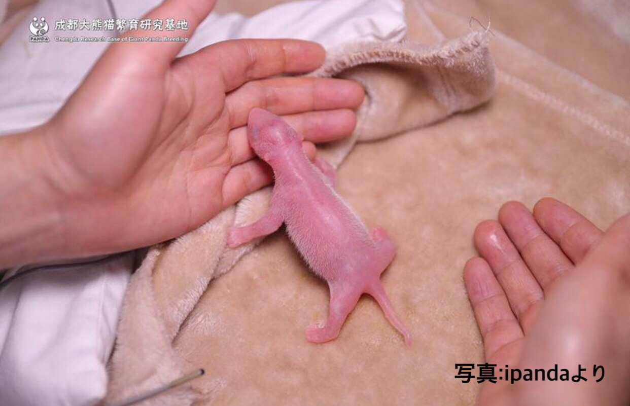 世界最小42.8gで生まれた赤ちゃんパンダ「成浪（チェンラン）」、すくすく成長中！！